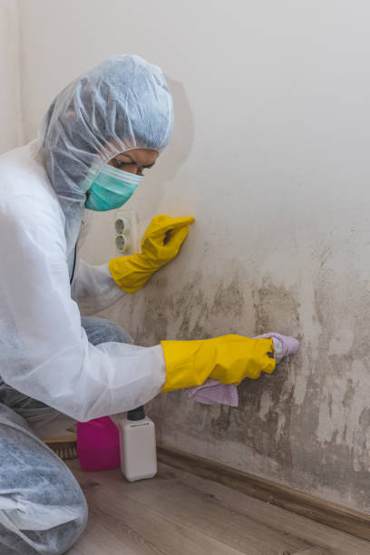 Mold Removal for HVAC Installations in Aurora, IL