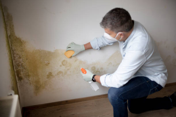 Best Post-Construction Mold Inspection  in Aurora, IL