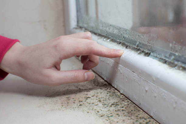 Best Mold-Related Health Consultation  in Aurora, IL